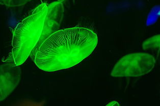 爸爸去哪兒，六月齡云寶的三亞之旅與寶虹膜保護